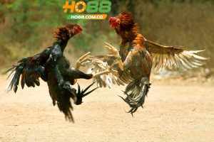 HO88 - Trang Đăng Ký - Đăng Nhập HO88.Com +88k Chính Thức