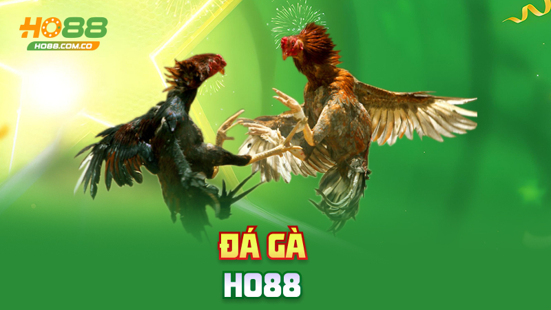 Đá gà Ho88 – Gà đá, tiền nổ, anh em reo hò