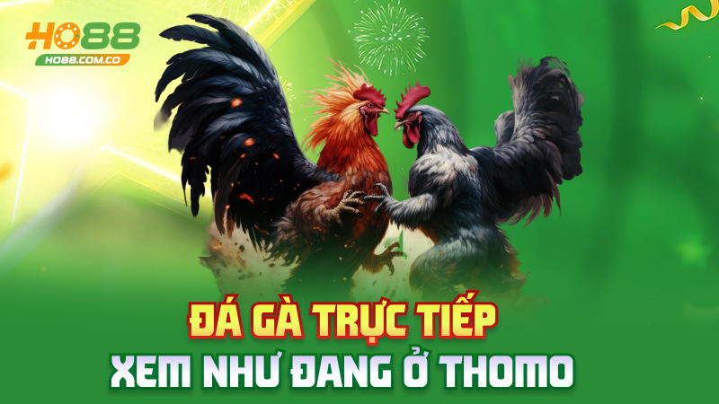 Đá gà Ho88 – Gà đá, tiền nổ, anh em reo hò